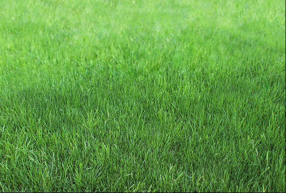 paquet de texture de sol en herbe